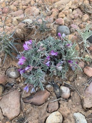 Oxytropis oreophila
