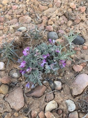 Oxytropis oreophila