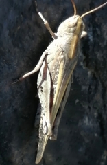 Aiolopus strepens