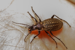Carabus granulatus