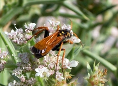 Parabatozonus lacerticida