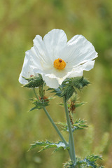 Argemone albiflora