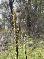 Prasophyllum elatum