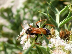 Parabatozonus lacerticida