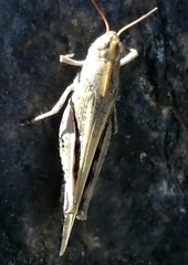 Aiolopus strepens