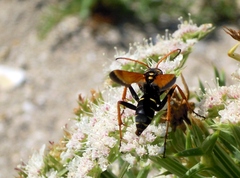 Parabatozonus lacerticida