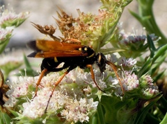 Parabatozonus lacerticida
