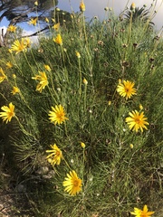 Euryops speciosissimus