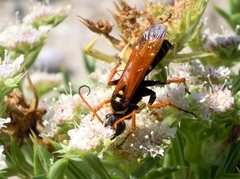 Parabatozonus lacerticida