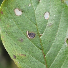 Bucculatrix frangutella