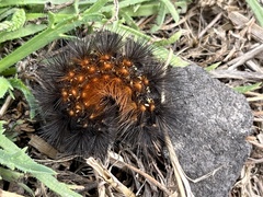 Arctiinae