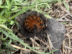 Arctiinae