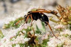 Parabatozonus lacerticida