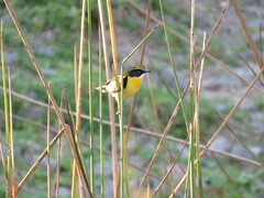 Tachuris rubrigastra