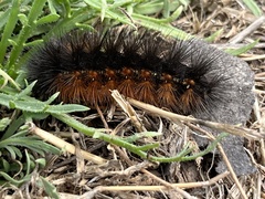Arctiinae