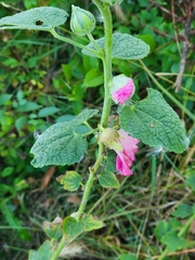 Alcea rosea