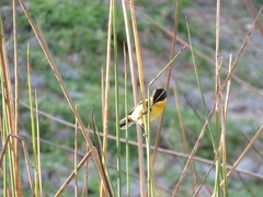 Tachuris rubrigastra