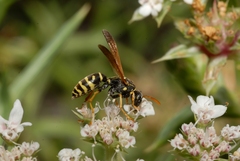 Polistes gallicus