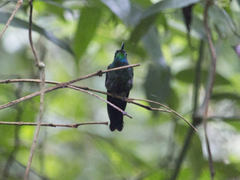 Heliodoxa leadbeateri