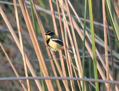 Tachuris rubrigastra