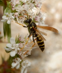 Polistes gallicus