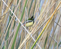 Tachuris rubrigastra