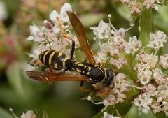 Polistes gallicus