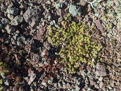 Euphorbia setiloba