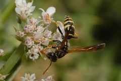 Polistes gallicus