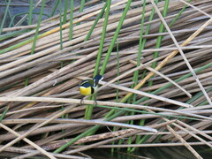 Tachuris rubrigastra