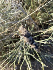 Leprus