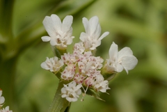Echinophora spinosa