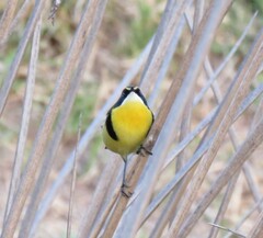 Tachuris rubrigastra