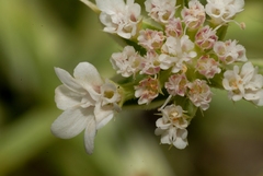 Echinophora spinosa