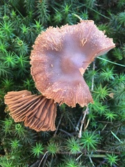Cortinarius semisanguineus