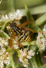 Polistes gallicus