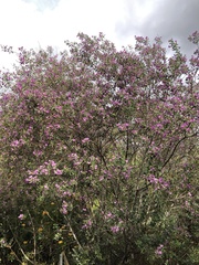 Podalyria calyptrata