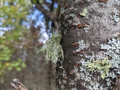 Usnea subfloridana