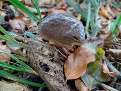 Xerocomellus pruinatus