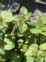 Stemodia verticillata