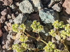 Euphorbia setiloba