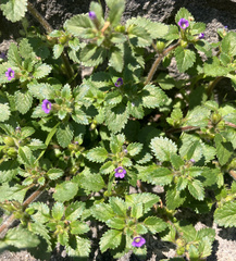 Stemodia verticillata