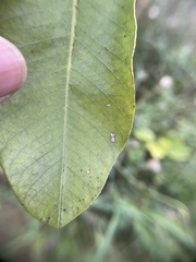 Pterocarpus santalinus