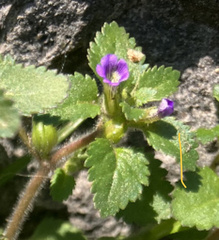 Stemodia verticillata
