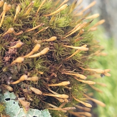 Ulota bruchii