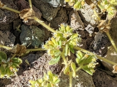 Euphorbia setiloba