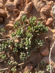 Penstemon caespitosus desertipicti