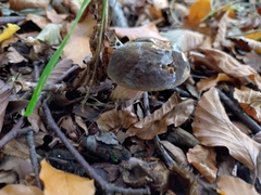 Xerocomellus pruinatus