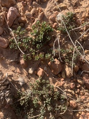 Penstemon caespitosus desertipicti