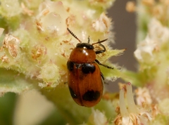 Coptocephala